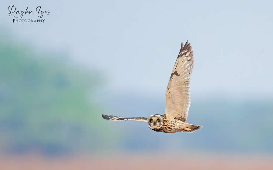 Short-eared owl in flight over open landscape, wildlife photography by Raghu Iyer capturing bird in motion, wings spread, and natural habitat in soft light.