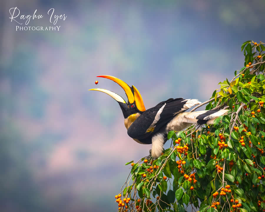Great hornbill catching fruit mid-air on a tree branch, vibrant wildlife photography by Raghu Iyer showcasing bird feeding behavior, colorful beak, and natural habitat in India.