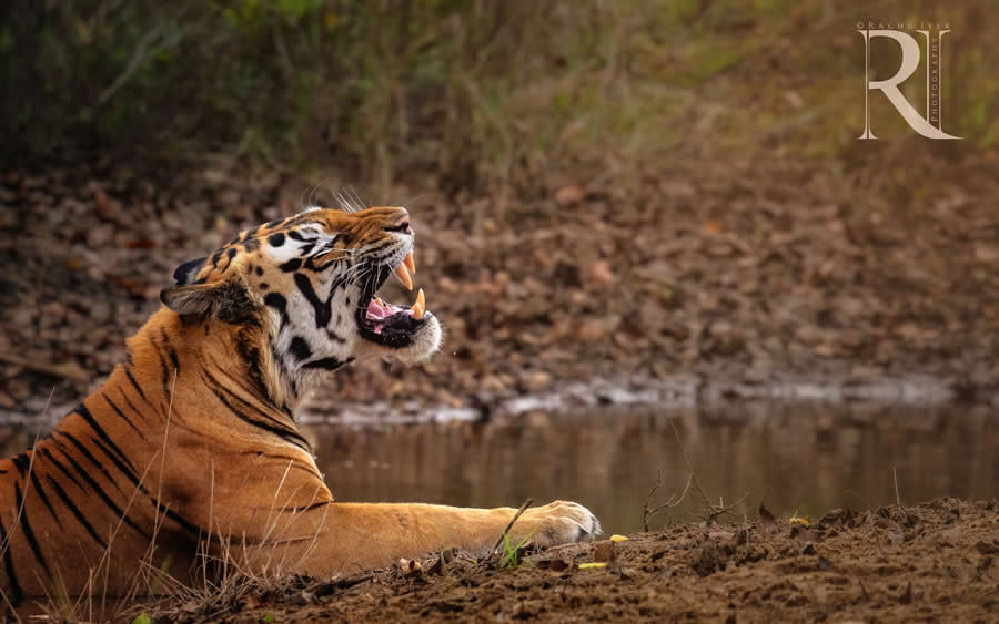 Bengal tiger roaring near a water body in forest, dramatic wildlife photography by Raghu Iyer capturing predator expression, power, and natural habitat in India.