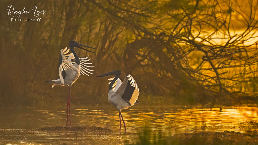 Pair of painted storks displaying wings in golden sunrise wetlands, wildlife photography by Raghu Iyer capturing bird behavior, soft light, and serene natural habitat in India.