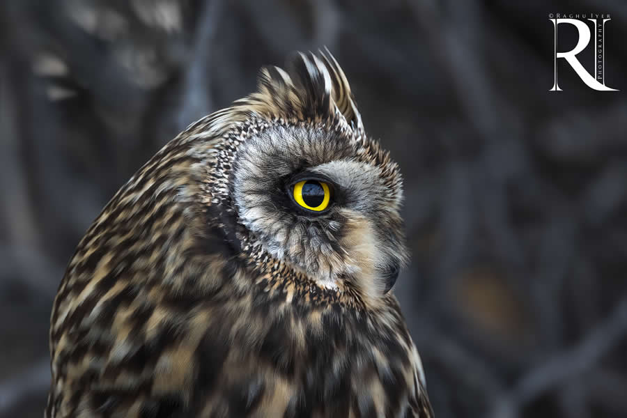 Close-up portrait of an owl with striking yellow eyes, detailed wildlife photography by Raghu Iyer capturing bird feathers, sharp gaze, and nocturnal beauty in natural habitat.