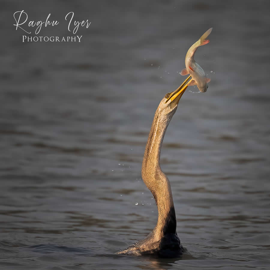 Oriental darter catching fish above water, dramatic wildlife photography by Raghu Iyer capturing bird hunting behavior, motion, and aquatic habitat in India.
