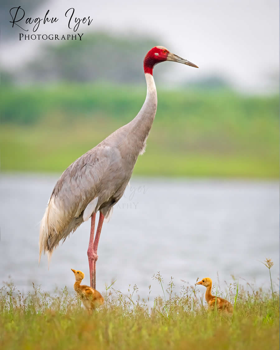 Sarus crane standing with chicks near wetland, wildlife photography by Raghu Iyer capturing bird family behavior, parenting, and natural habitat in India.