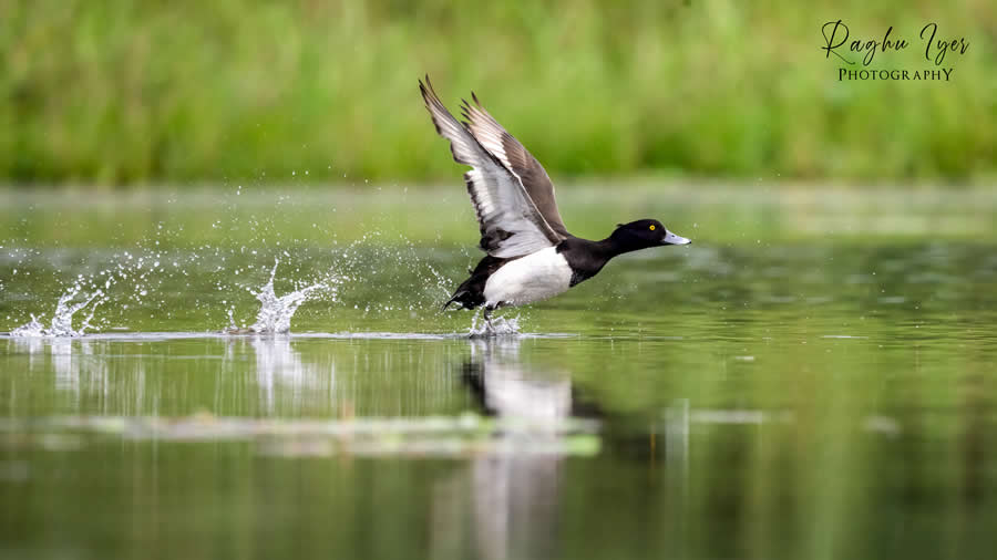Duck taking off from water with splashes, dynamic wildlife photography by Raghu Iyer capturing bird in motion, wings spread, and wetland habitat in natural light.