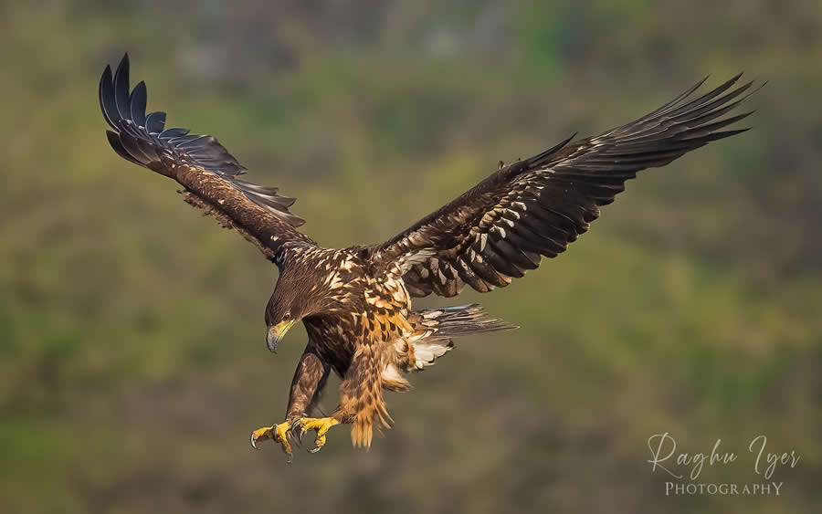 Eagle descending with wings spread and claws extended, dramatic wildlife photography by Raghu Iyer capturing bird of prey in flight, hunting action, and natural background.