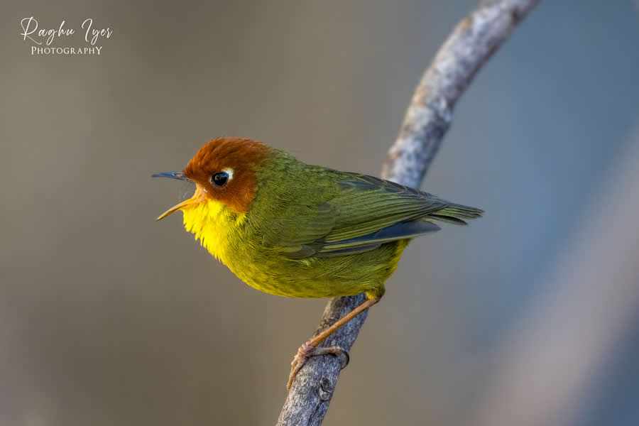 Small colorful bird singing on a branch, close-up wildlife photography by Raghu Iyer capturing vibrant feathers, bird call behavior, and natural background in soft light.