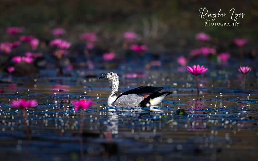 Duck swimming among pink lotus flowers in wetland, artistic wildlife photography by Raghu Iyer capturing water reflections, bird habitat, and serene nature scene in India.