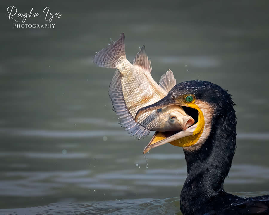 Cormorant catching fish above water, close-up wildlife photography by Raghu Iyer capturing bird hunting moment, prey struggle, and aquatic behavior in natural habitat.