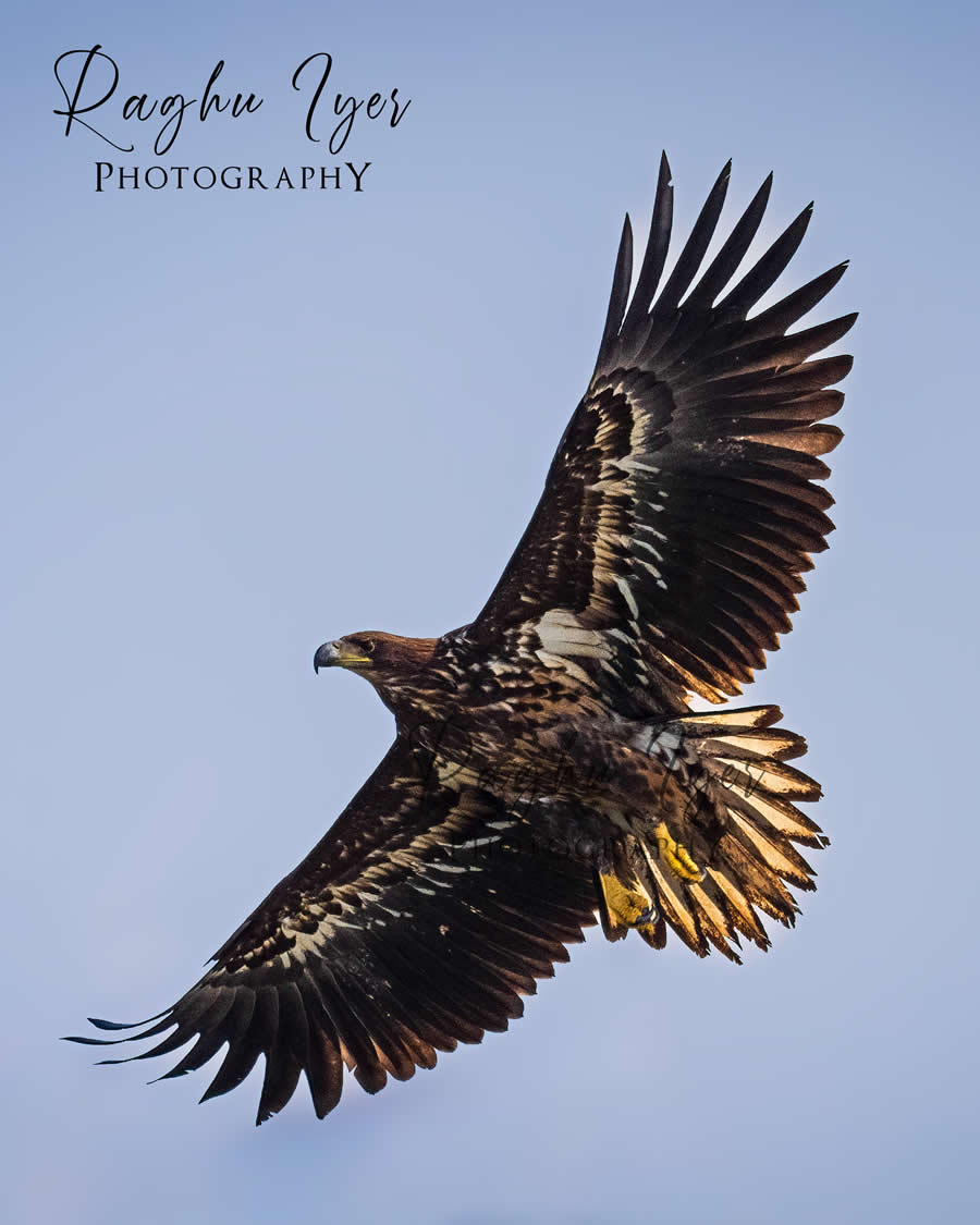Majestic eagle soaring with wings fully spread against clear sky, wildlife photography by Raghu Iyer capturing bird of prey flight, feather detail, and natural beauty.