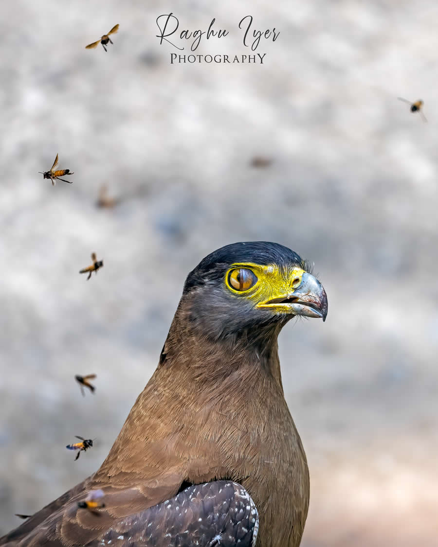 Close-up of crested serpent eagle surrounded by flying bees, wildlife photography by Raghu Iyer capturing bird of prey focus, sharp eye detail, and natural behavior in forest habitat.