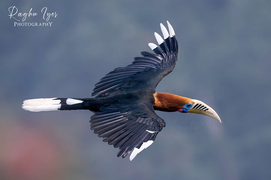 Rufous-necked hornbill in flight with wings spread, wildlife photography by Raghu Iyer capturing vibrant bird colors, motion, and natural sky background.