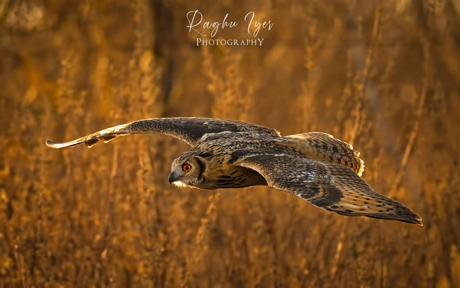Eagle owl flying low over golden grassland, wildlife photography by Raghu Iyer capturing bird of prey in motion, intense gaze, and natural habitat in warm light.