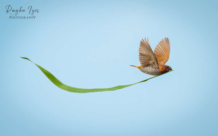 Small bird flying while carrying a long green leaf in beak, creative wildlife photography by Raghu Iyer capturing motion, minimalism, and natural behavior against clear sky.