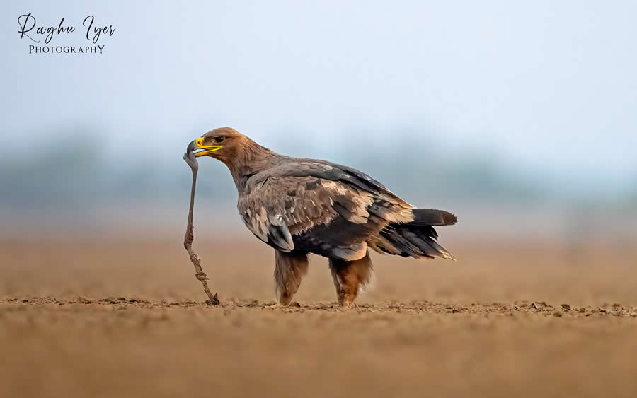Steppe eagle holding snake on dry ground, wildlife photography by Raghu Iyer capturing predator prey interaction, bird of prey behavior, and natural habitat in India.