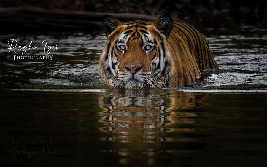 Bengal tiger walking through water with reflection, close-up wildlife photography by Raghu Iyer capturing intense gaze, predator behavior, and natural habitat in India.