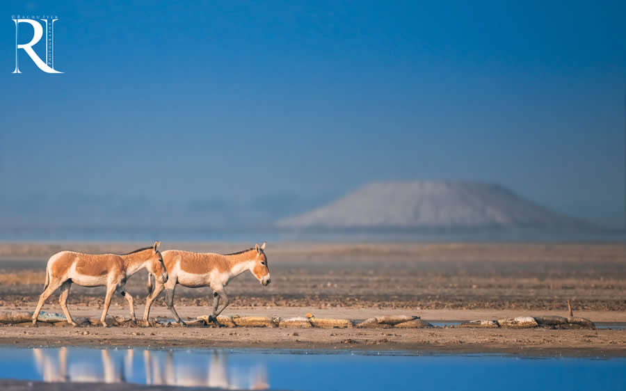 Pair of wild asses walking across dry landscape near water reflection, wildlife photography by Raghu Iyer capturing desert habitat, animal movement, and serene natural scenery.