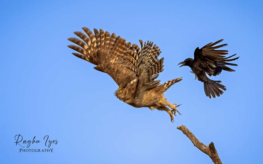 Owl taking flight chased by crow in sky, dynamic wildlife photography by Raghu Iyer capturing bird conflict, wings spread, and mid-air action against blue background.