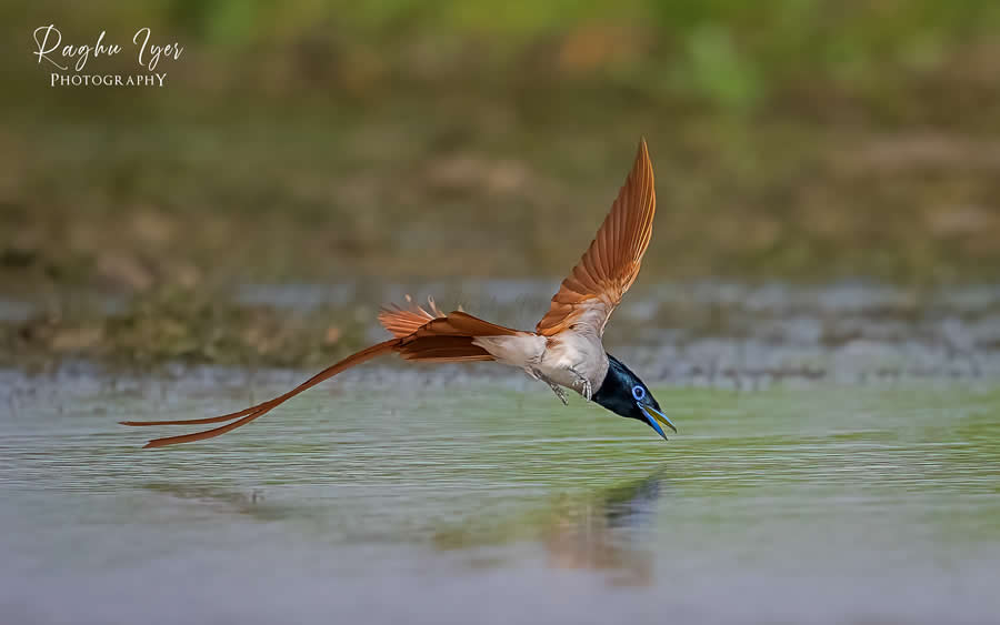 Asian paradise flycatcher skimming water surface, wildlife photography by Raghu Iyer capturing bird in flight, reflection, and hunting behavior in natural wetland habitat.