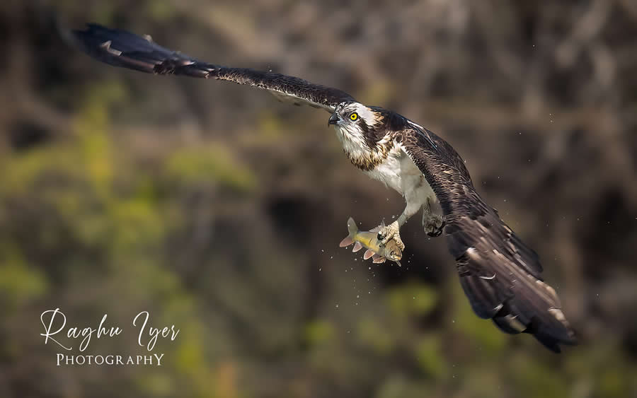 Osprey flying with fish in its claws, wildlife photography by Raghu Iyer capturing bird of prey hunting success, wings spread, and natural background in sharp detail.