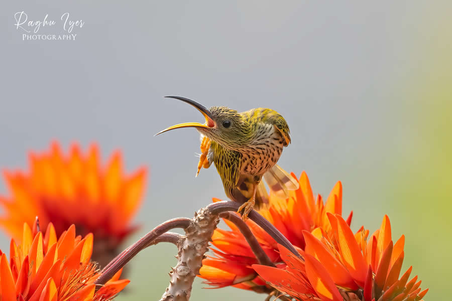 Sunbird singing on bright orange flowers, vibrant wildlife photography by Raghu Iyer capturing bird vocalization, colorful blossoms, and natural habitat in soft light.