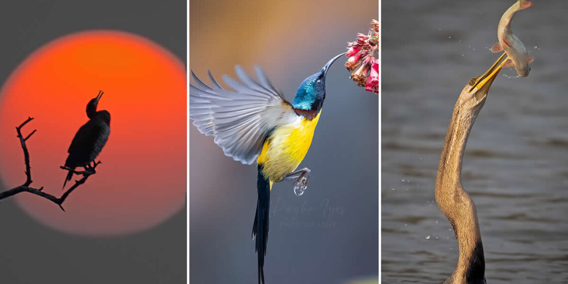 Raghu Iyer: The Self-Taught Wildlife Photographer Redefining Storytelling