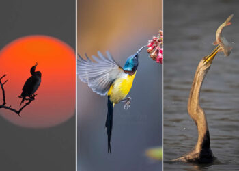 Raghu Iyer: The Self-Taught Wildlife Photographer Redefining Storytelling