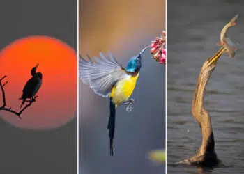 Raghu Iyer: The Self-Taught Wildlife Photographer Redefining Storytelling
