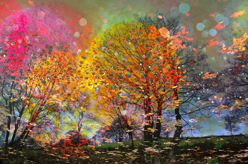 1st Place: "Autumn Flurry" by Ian Gilmour - Garden Photographer of the Year Abstract Views Winners