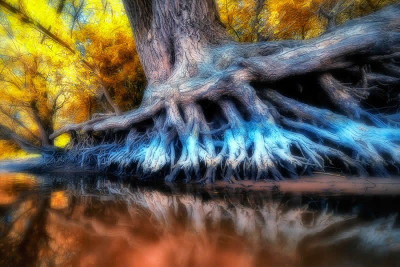 Finalist: "Canadian Poplar in Infrared" by Wil Meinderts - Garden Photographer of the Year Abstract Views Winners