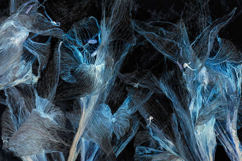 Finalist: "Ghost Blooms" by Claire Carter - Garden Photographer of the Year Abstract Views Winners