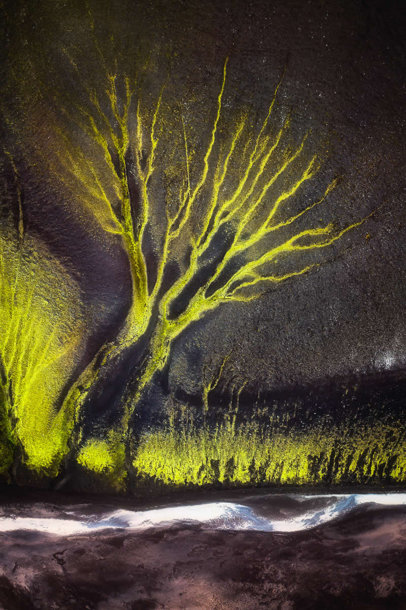 Highly Commended: "The Roots" by Pawel Zygmunt - Garden Photographer of the Year Abstract Views Winners