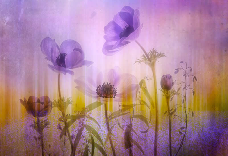 Commended: "Anenome Fantasy" by Dianne English - Garden Photographer of the Year Abstract Views Winners