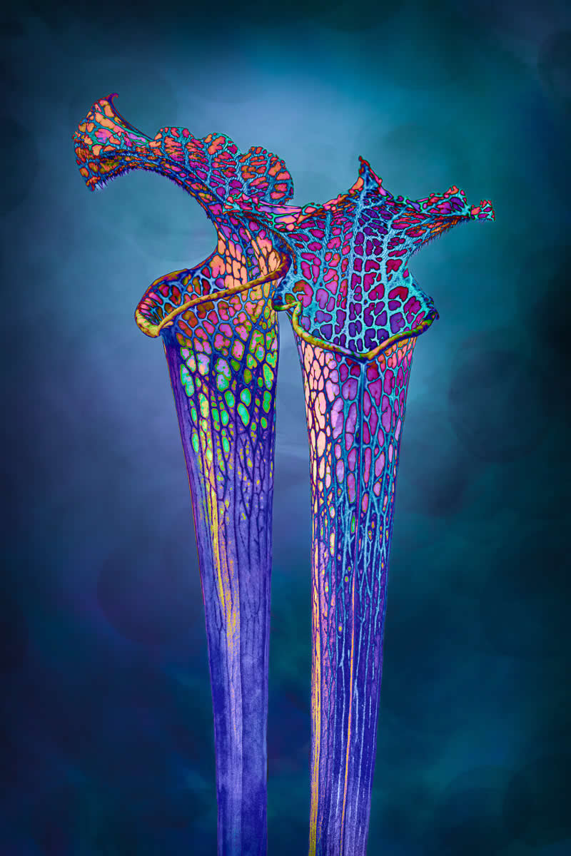 Commended: "Sarracenia Rhythm and Blues" by Jackie Kramer - Garden Photographer of the Year Abstract Views Winners