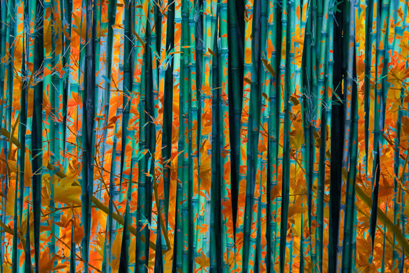 Commended: "Bamboo Grove" by Paul Mitchell - Garden Photographer of the Year Abstract Views Winners