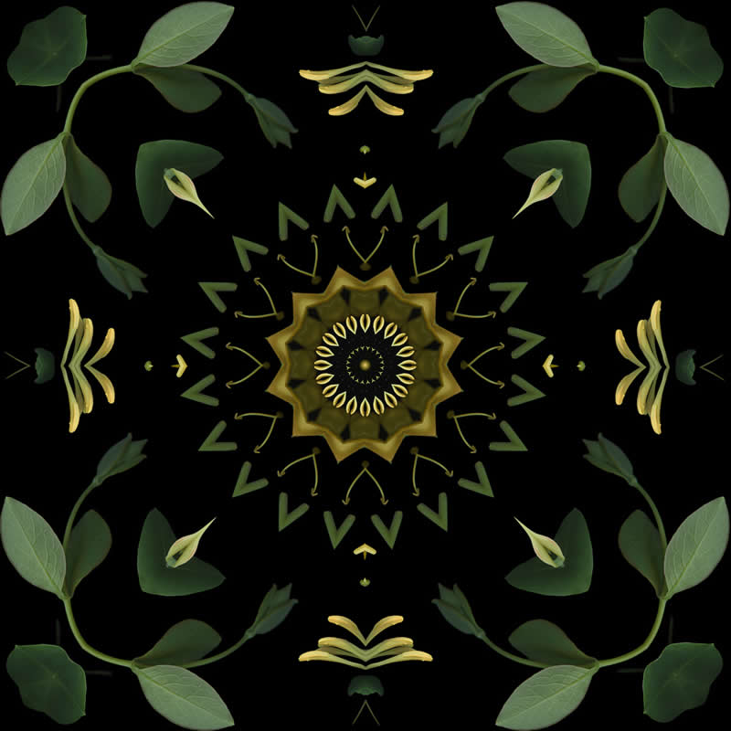 Commended: "Botanical Mandalas" by Luca Menotti - Garden Photographer of the Year Abstract Views Winners