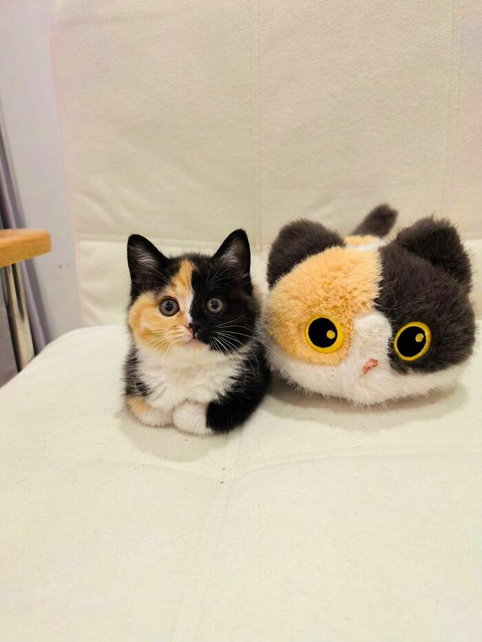 Adorable Photos of Cats Caught in Constant Chaos