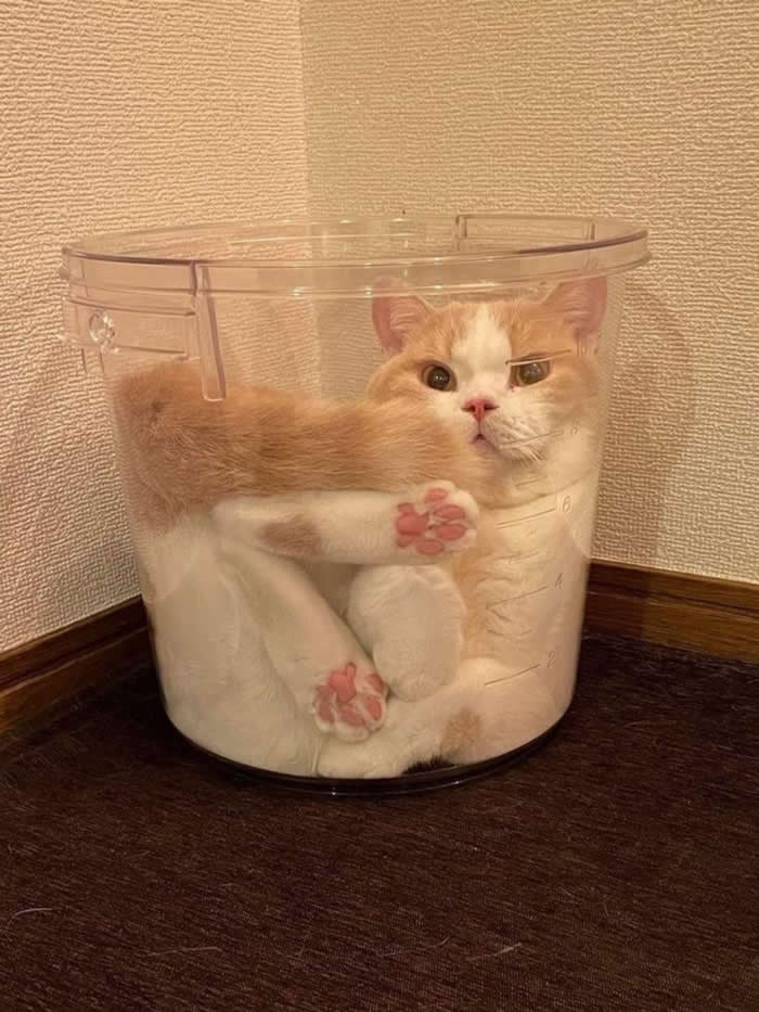 Adorable Photos of Cats Caught in Constant Chaos