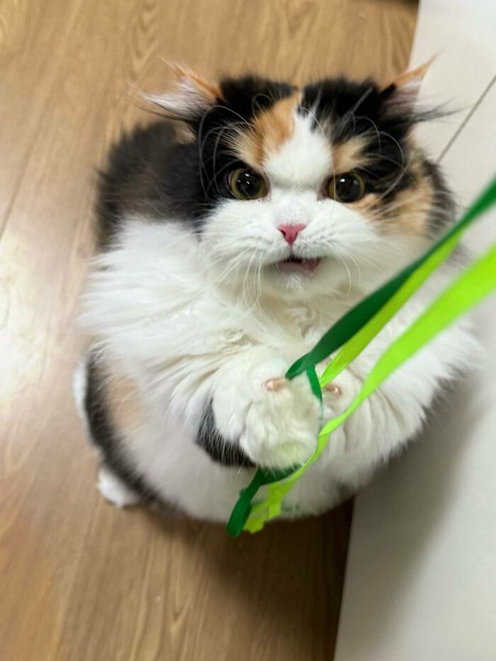 Adorable Photos of Cats Caught in Constant Chaos