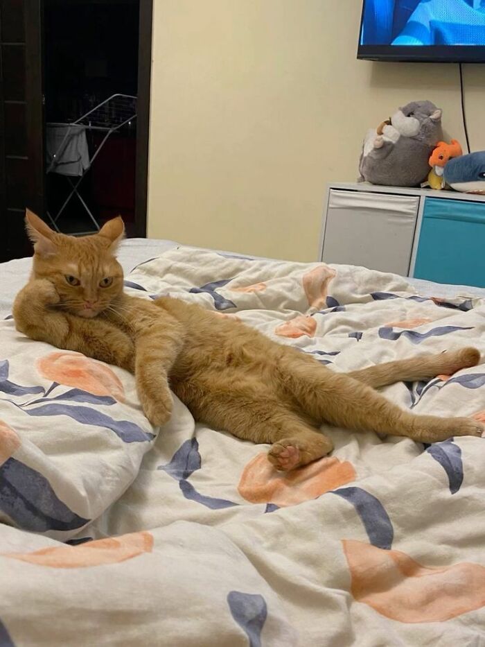 Adorable Photos of Cats Caught in Constant Chaos