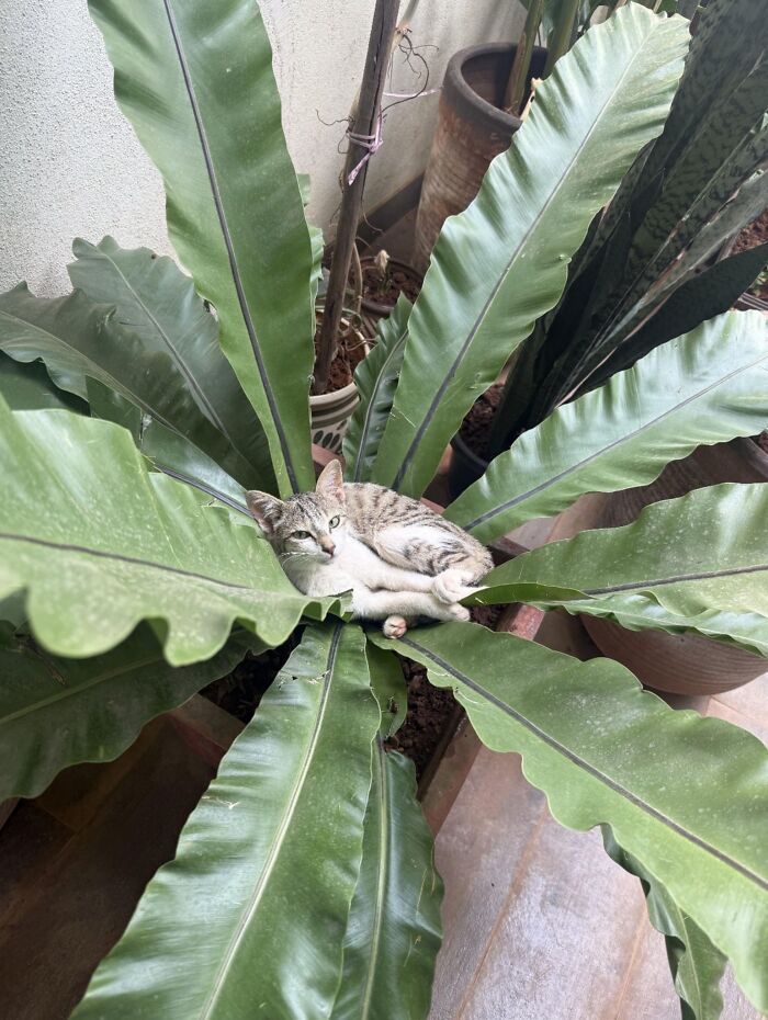 Adorable Photos of Cats Caught in Constant Chaos