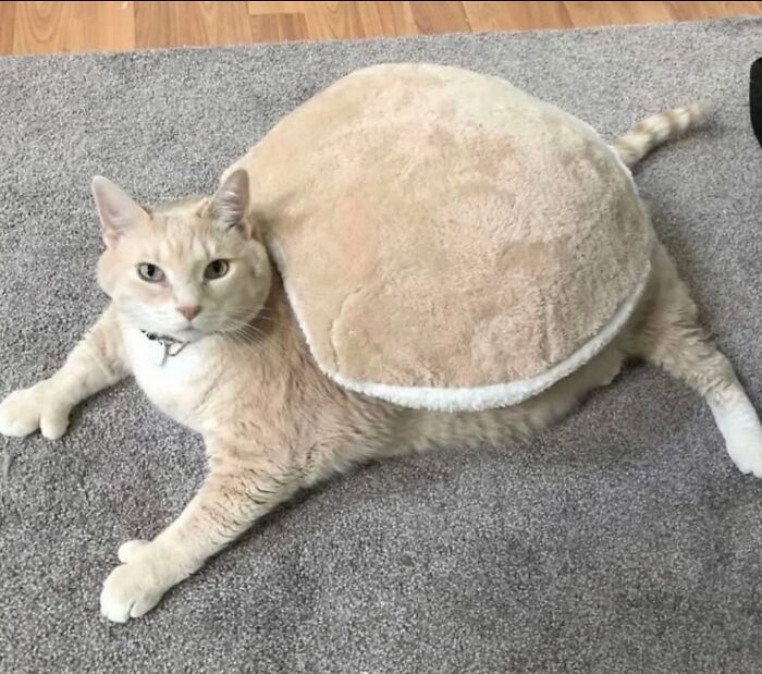 Adorable Photos of Cats Caught in Constant Chaos