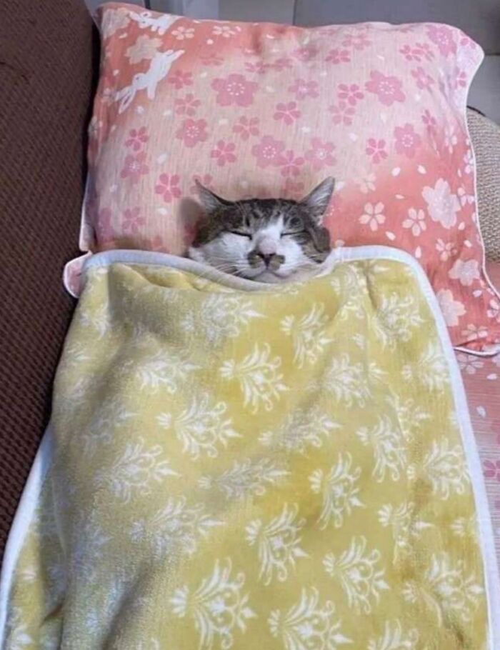 Adorable Photos of Cats Caught in Constant Chaos