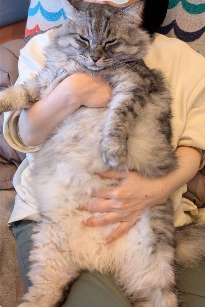 Adorable Photos of Cats Caught in Constant Chaos