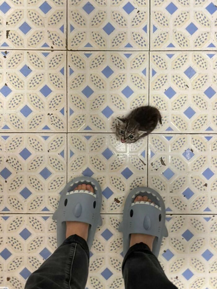 Adorable Photos of Cats Caught in Constant Chaos