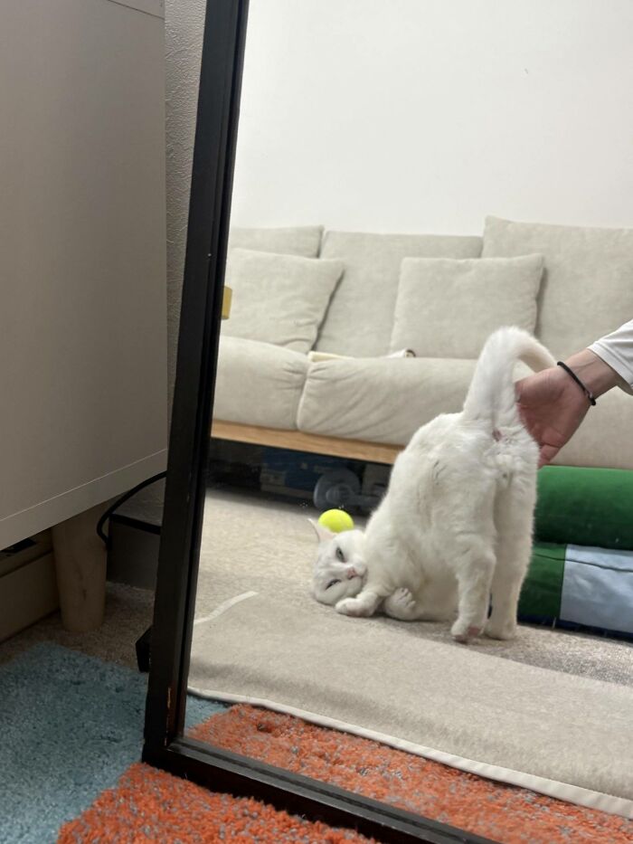 Adorable Photos of Cats Caught in Constant Chaos