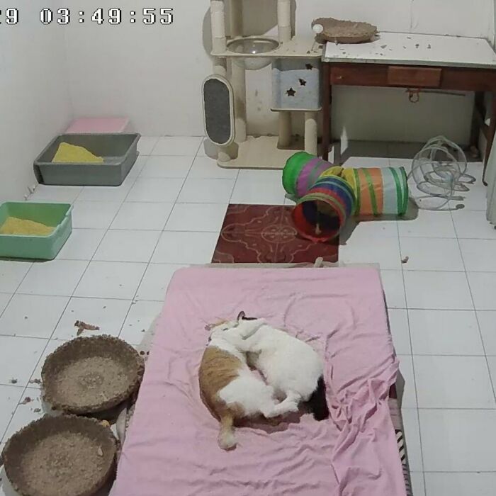 Adorable Photos of Cats Caught in Constant Chaos