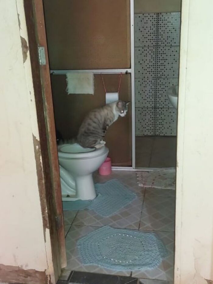 Adorable Photos of Cats Caught in Constant Chaos