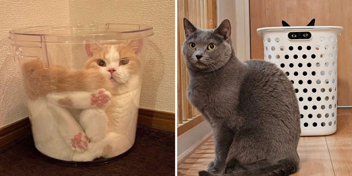 From Cute to Crazed: 25 Adorable Photos of Cats Caught in Constant Chaos