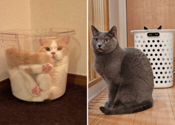 From Cute to Crazed: 25 Adorable Photos of Cats Caught in Constant Chaos 59 From Cute to Crazed: 25 Adorable Photos of Cats Caught in Constant Chaos