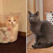 From Cute to Crazed: 25 Adorable Photos of Cats Caught in Constant Chaos